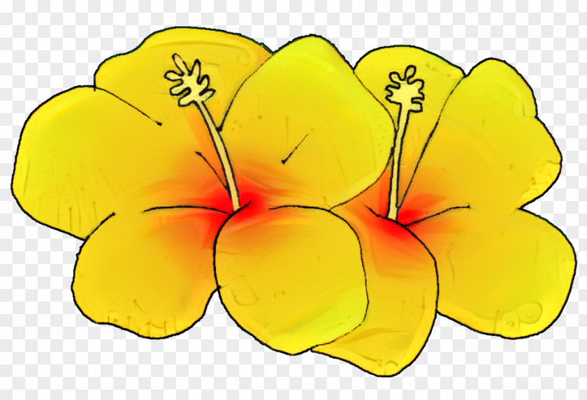 Evening Primrose Family Wildflower Flowers Background PNG
