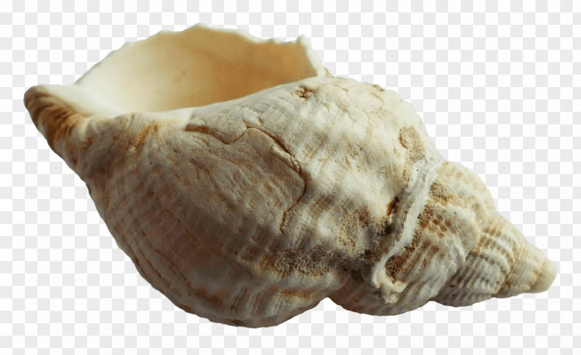 Seashell Conch Clip Art PNG