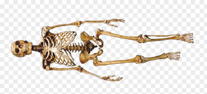 Skeleton Neanderthal 1 Neandertal Skull PNG
