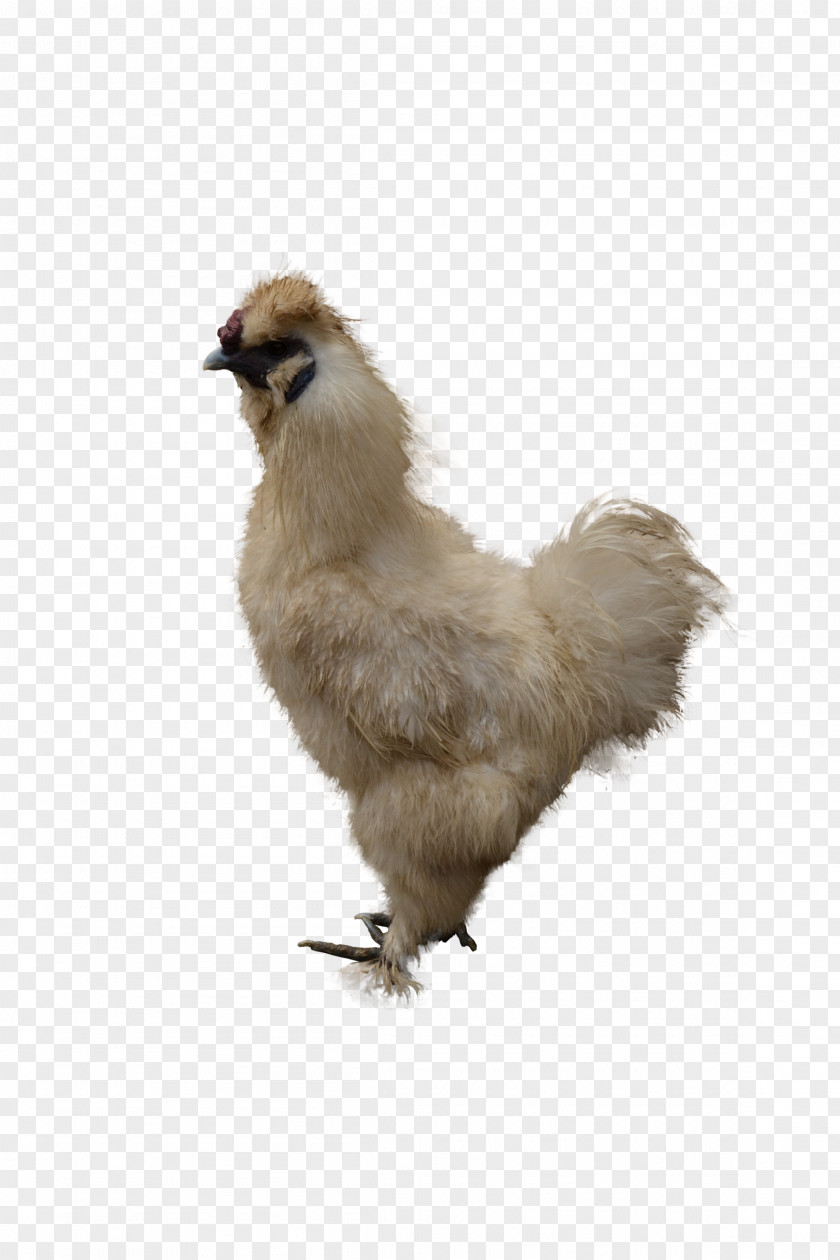 Chicken Image Roast Meat Salad Sandwich PNG