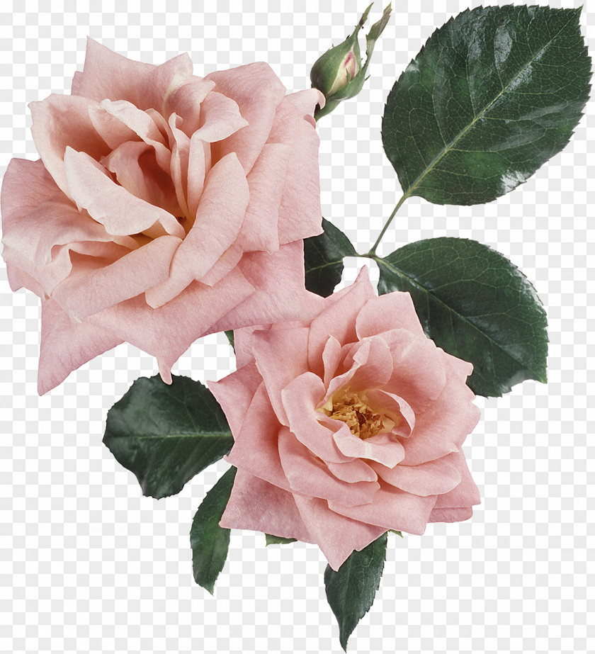 Flower Memorial Rose Clip Art PNG