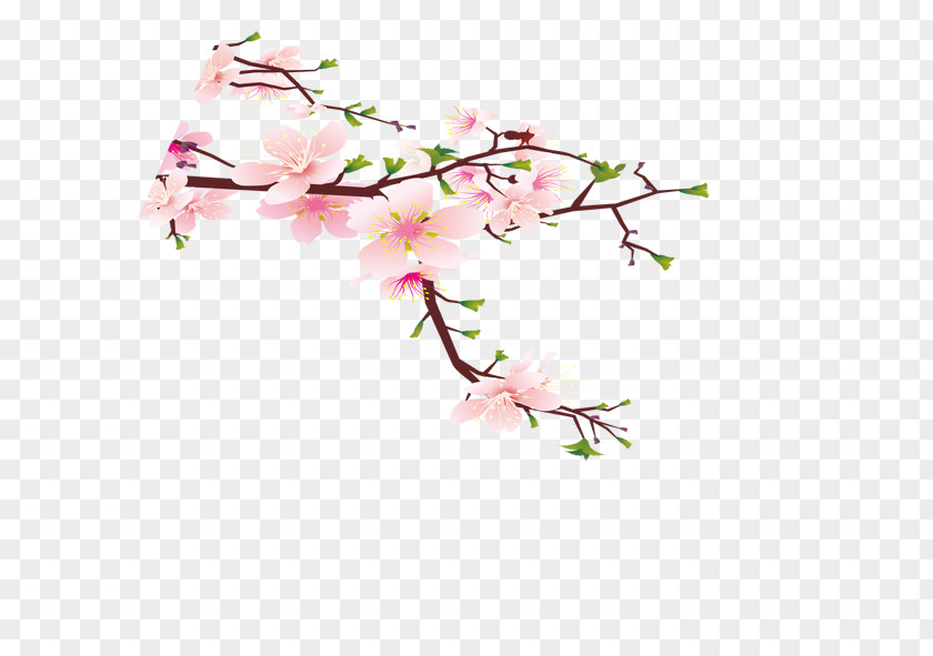 Peach Blossom Wall Bird Room Flower PNG