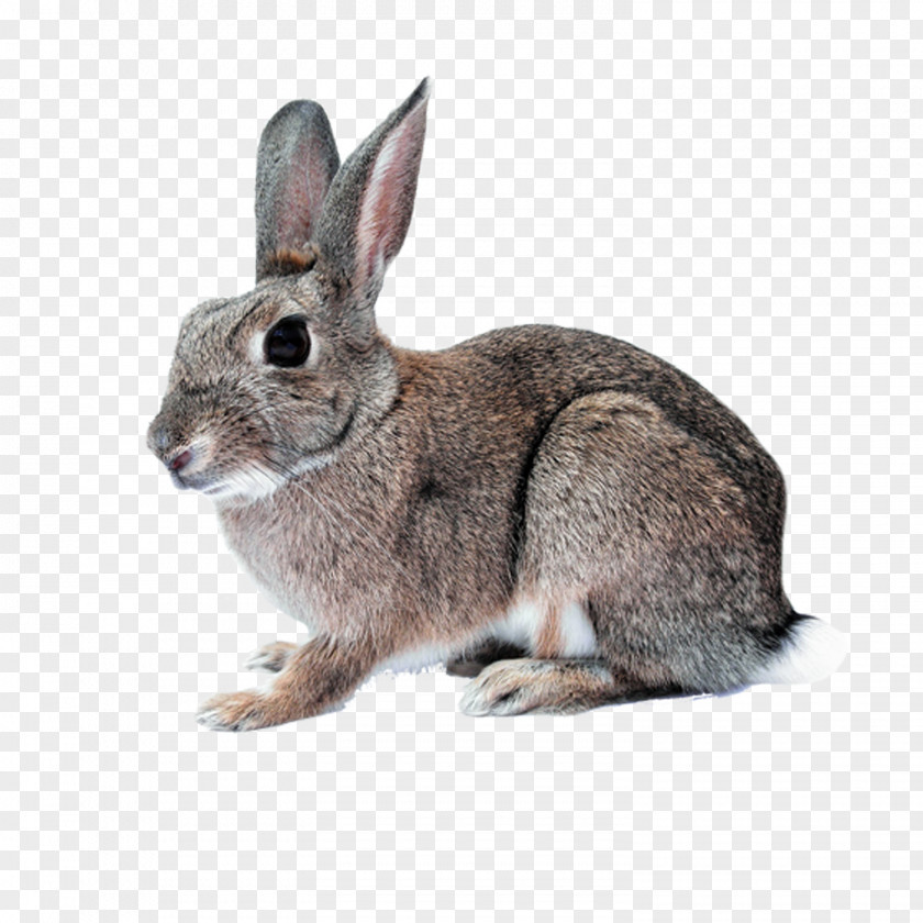 Rabbit Hare Domestic White Cruelty-free Easter Bunny PNG