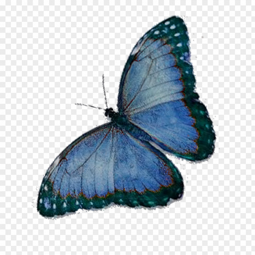 Blue Butterfly Nymphalidae Lycaenidae PNG