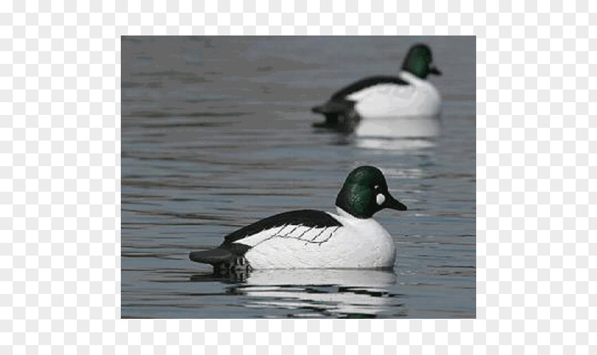 Duck Mallard Decoy Goose PNG