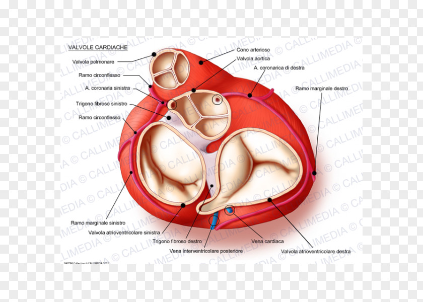Heart Valve Anatomy Mitral PNG