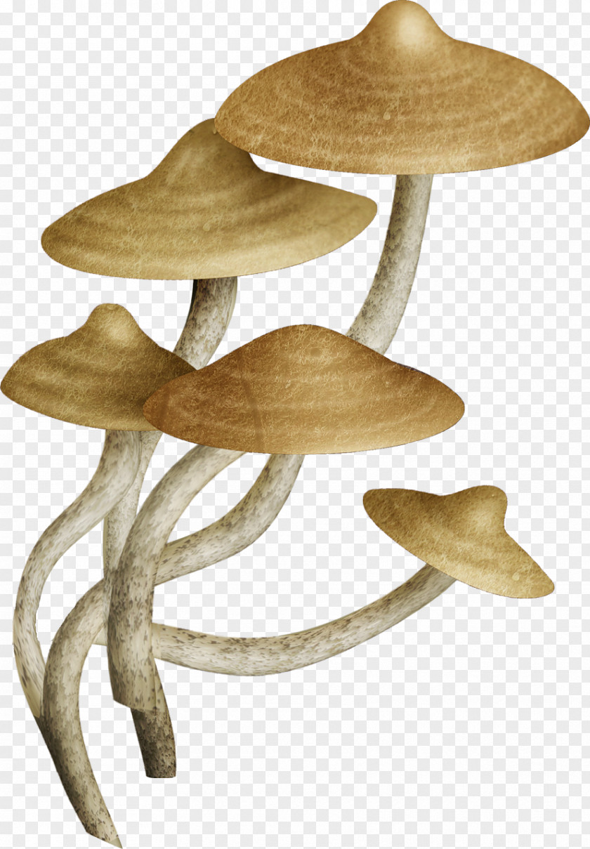 Mushroom Fungus Common U83cc PNG