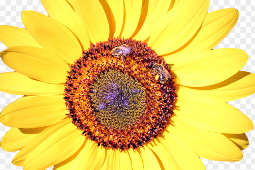 Nectar Honey Bee Yellow Bees Close-up PNG