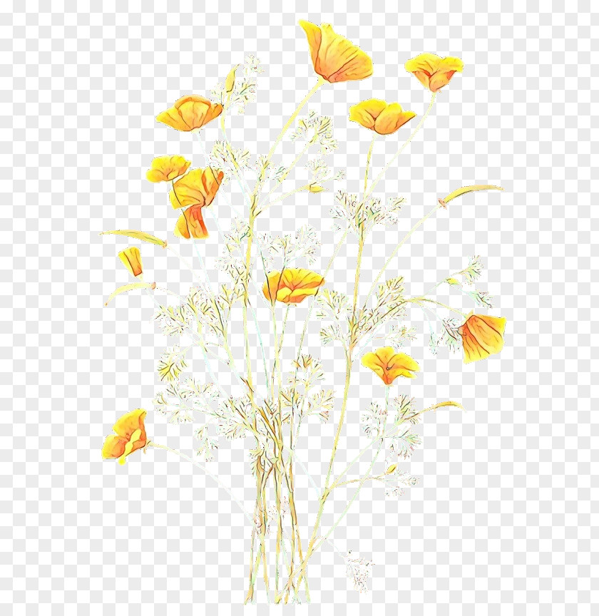 Pedicel Chamomile Flowers Background PNG