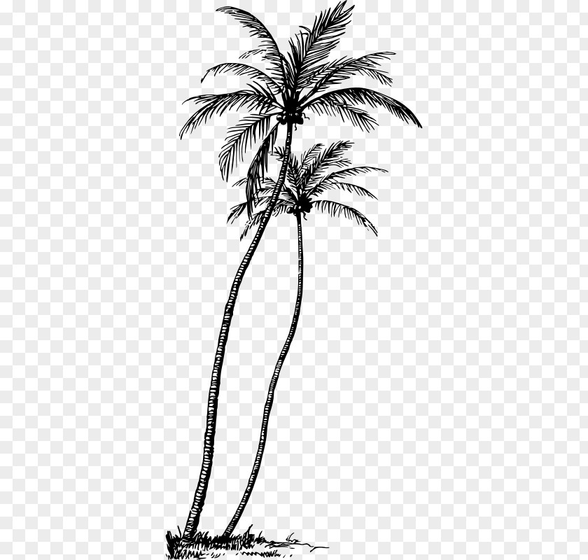 Tree Arecaceae Coconut Plant Clip Art PNG