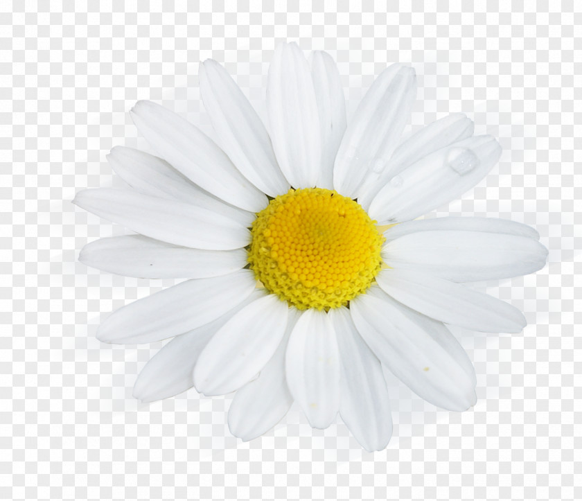 Buquet Common Daisy Desktop Wallpaper Royalty-free Clip Art PNG