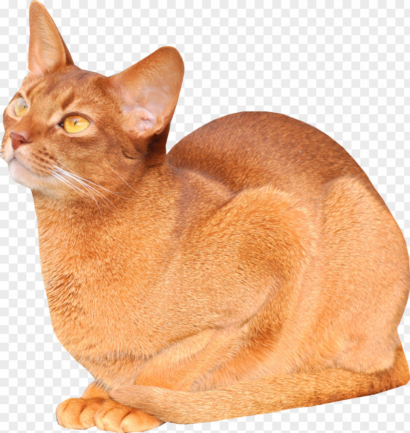 Cats Abyssinian Burmese Cat Kitten Freebies For Lovers Mouse PNG