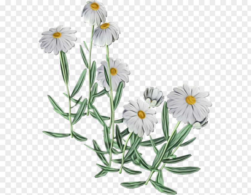 Daisy Camomile PNG