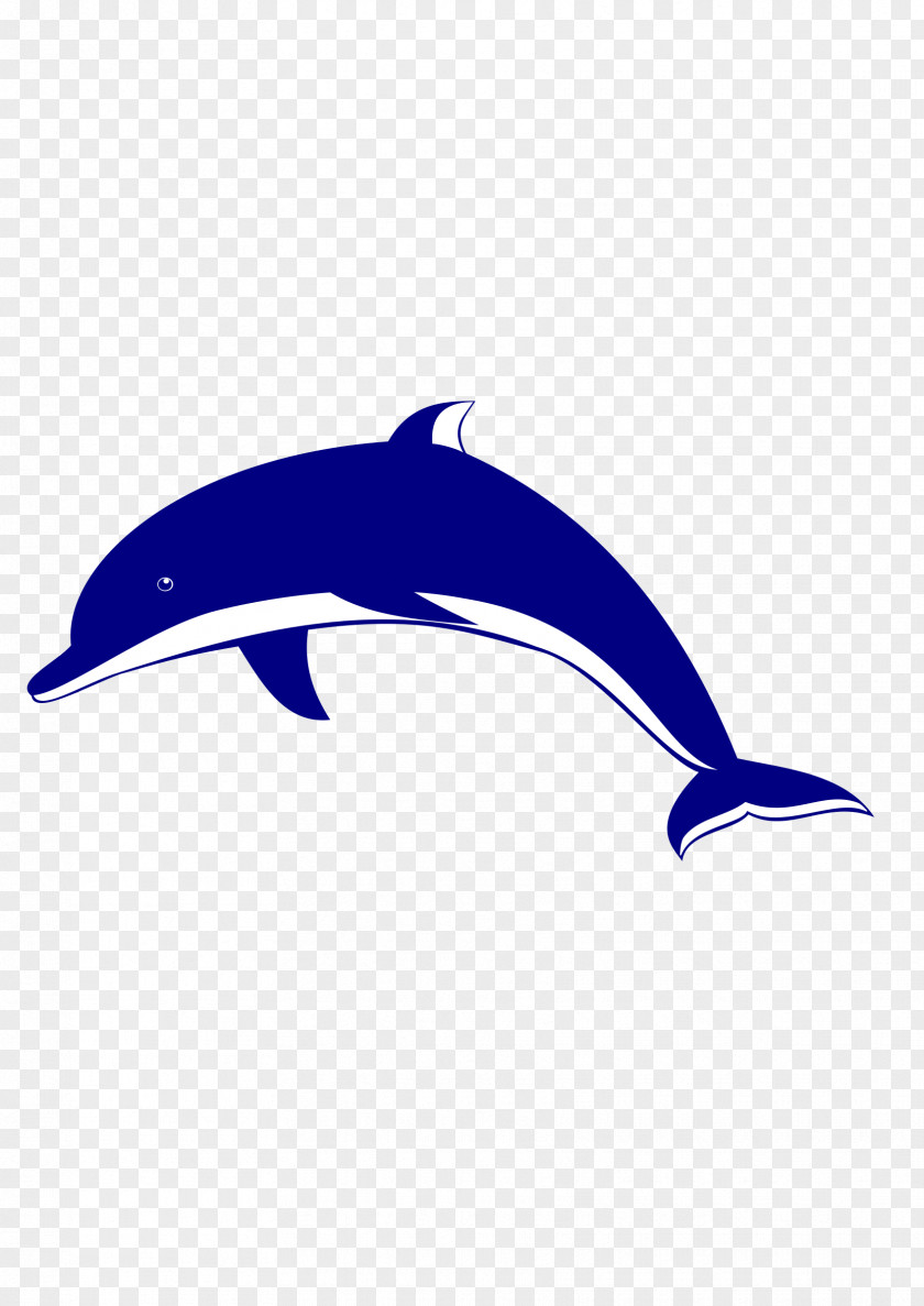 Dolphin Bottlenose Spinner Clip Art PNG