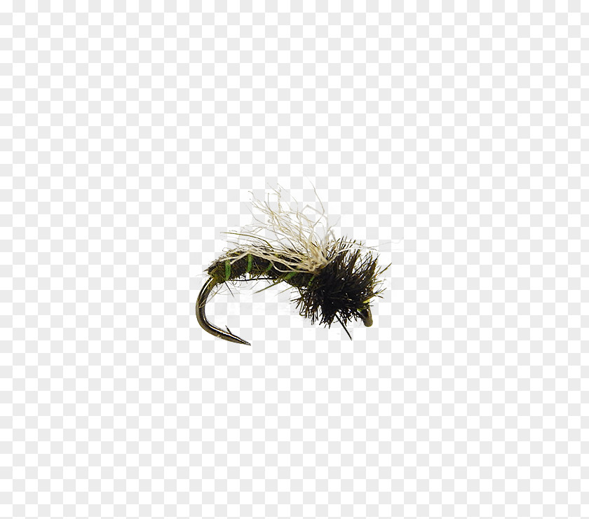 Flying Nymph Insect PNG
