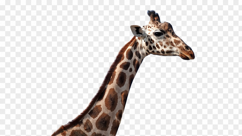 Giraffe Animal Figurine Wildlife Snout Terrestrial Plant PNG