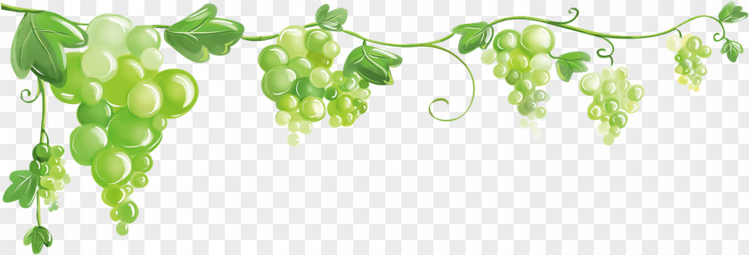 Grape Common Vine Clip Art Drawing Image PNG