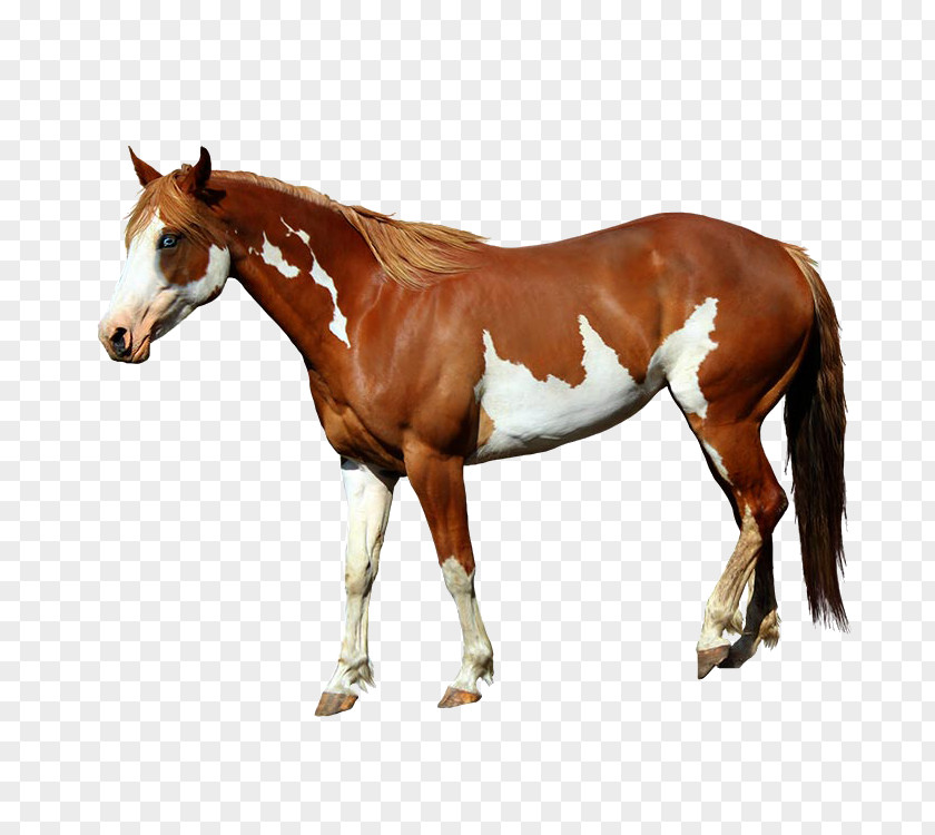 HORS American Paint Horse Mangalarga Marchador Foal Standing PNG