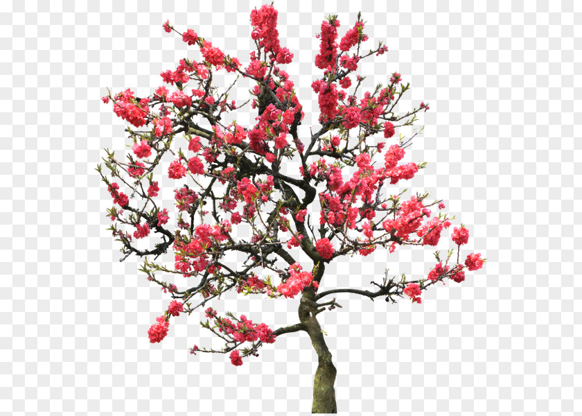Peach Blossom Tree Clip Art PNG