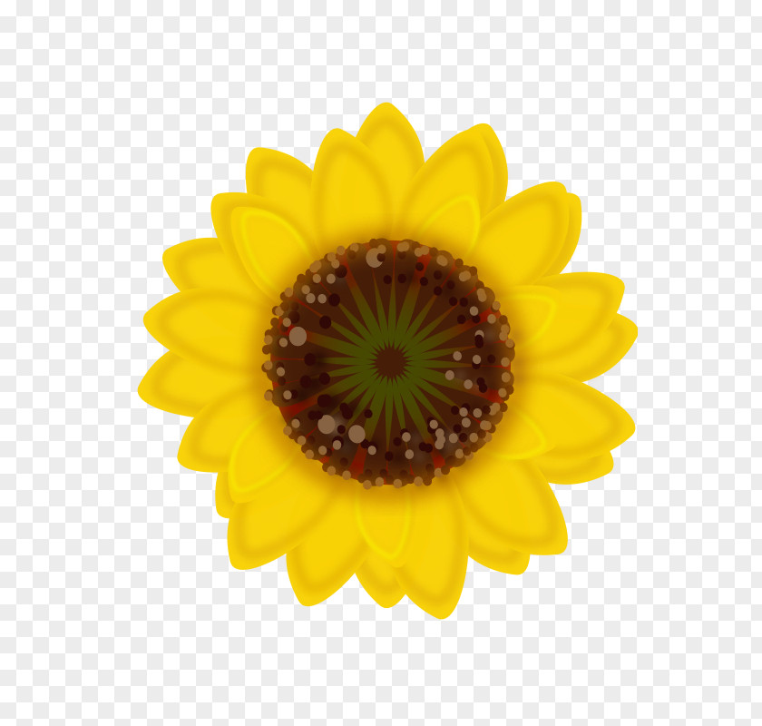 Small Flower Common Sunflower Seed Sticker Transvaal Daisy PNG