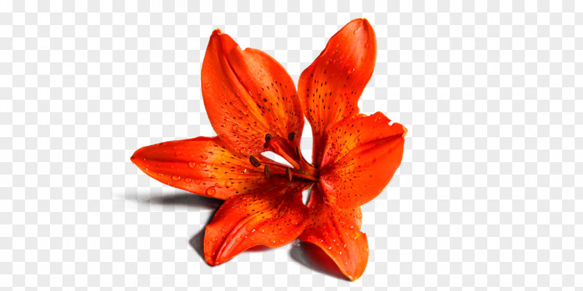 Flower Lilium Giovane Vita PNG