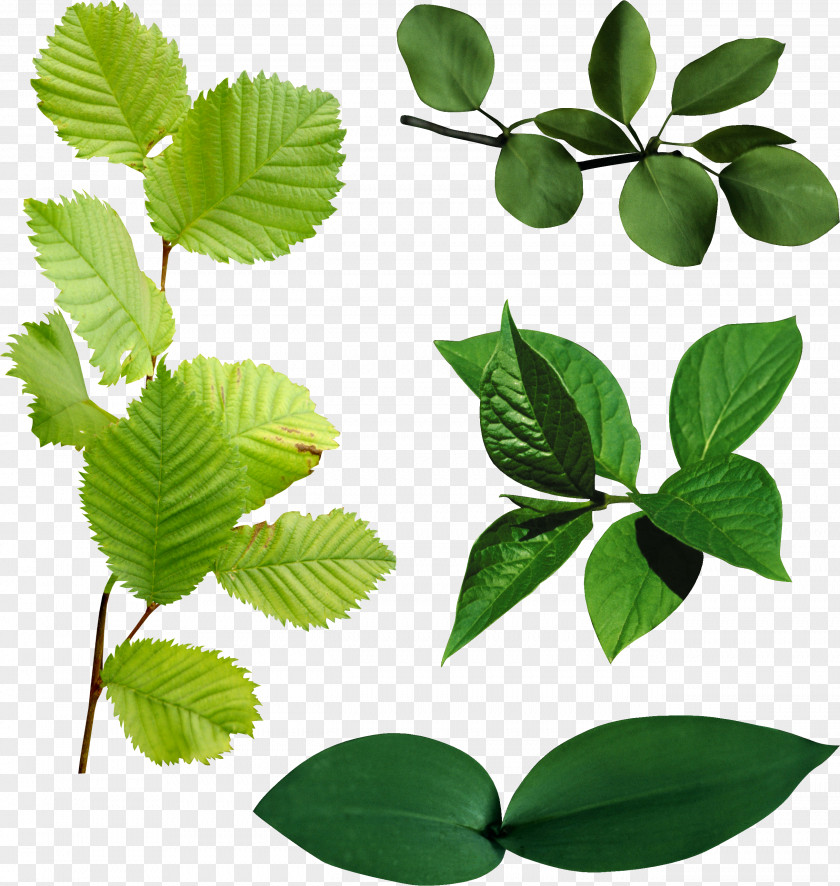 Leave Leaf Clip Art PNG