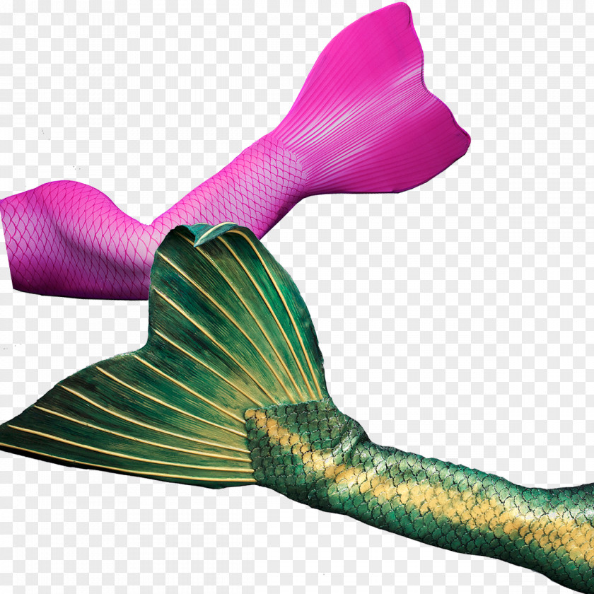 Mermaid Tail Merman Monofin Perth PNG