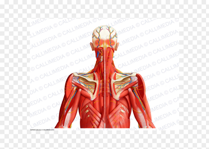 Neck Bloodstain Aponeurosis Muscle Human Body Blood Vessel PNG
