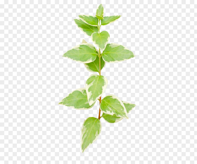 Ocimum Basil Leaf Flower Plant Flowering Herb PNG