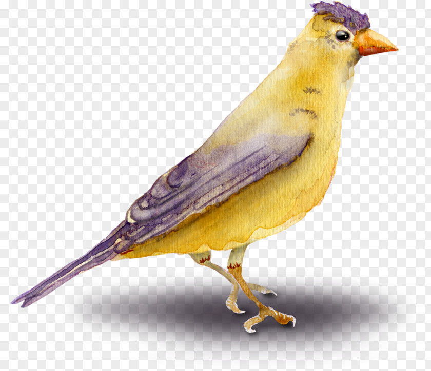 Old World Oriole Nightingale Golden Background PNG