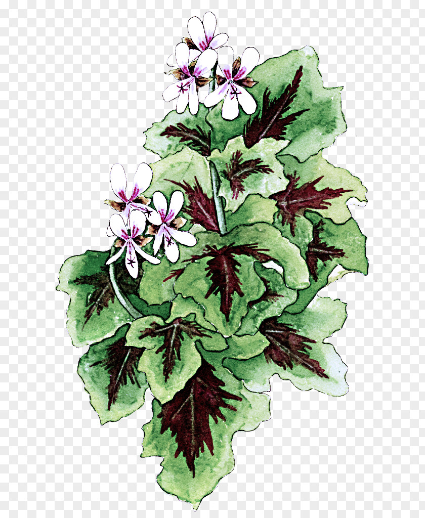 Violet Family Lobelia Flower Flowering Plant Impatiens Petal PNG