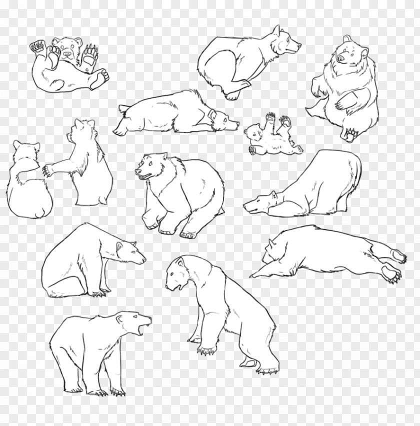 Bear Outline Canidae Dog Line Art Sketch PNG