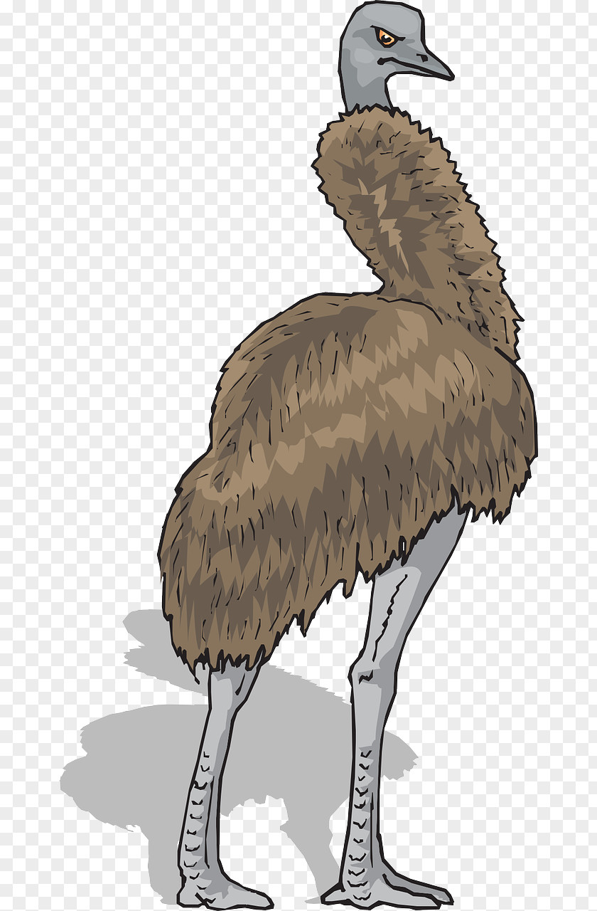 Brown Ostrich Emu Common Bird Clip Art PNG