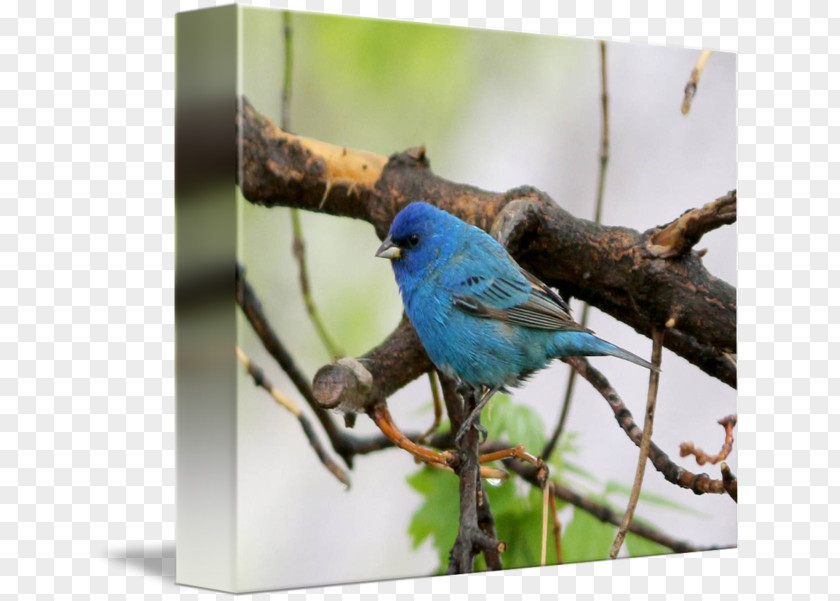 Feather Bluebird Wren Gallery Wrap Cobalt Blue Indigo Bunting PNG