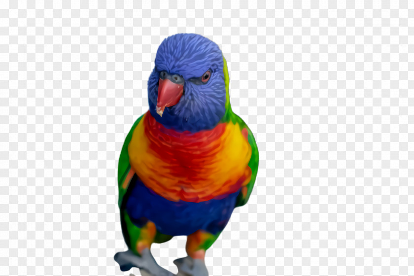 Lovebird Budgie Colorful Background PNG