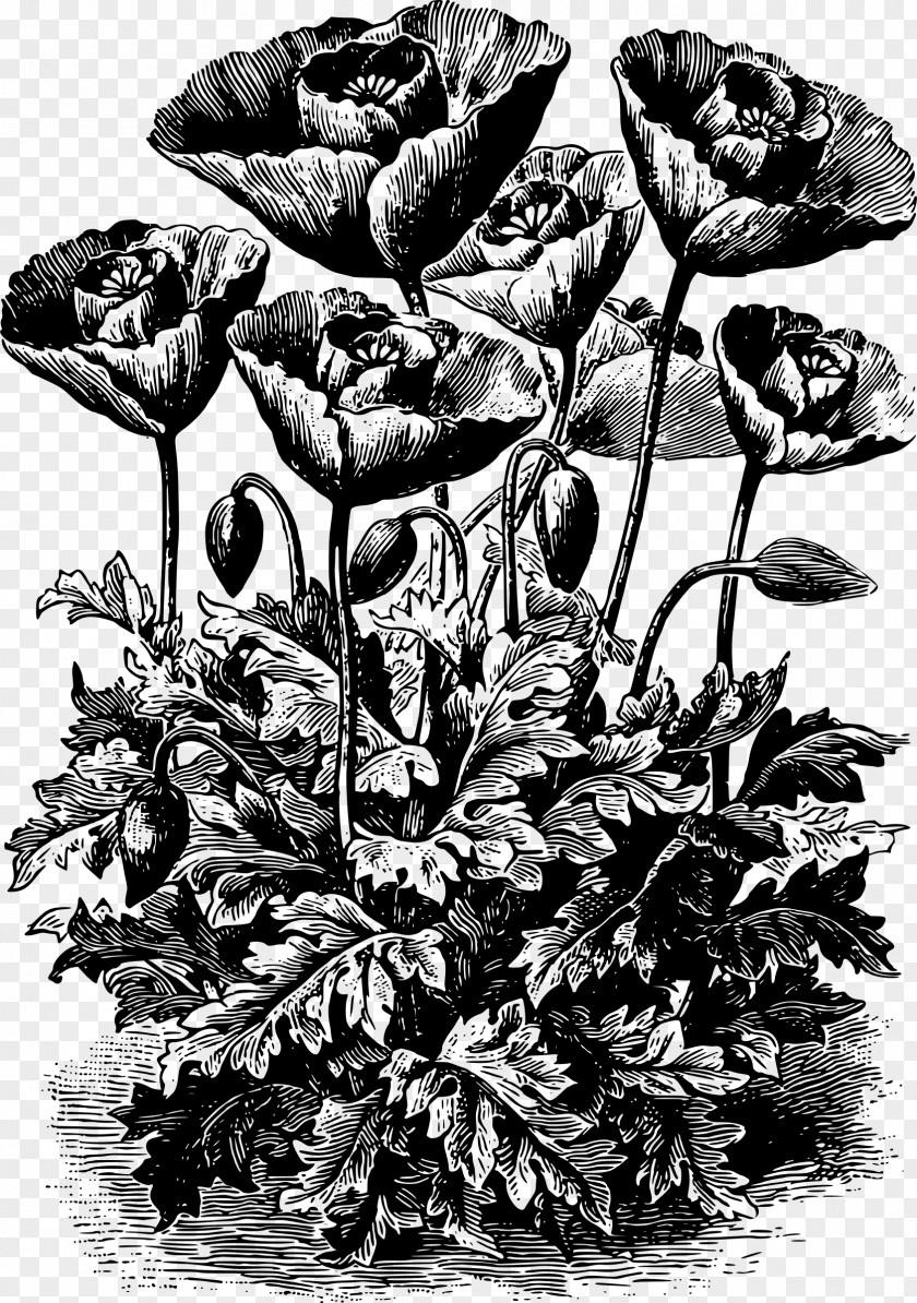 Poppy Clipart Opium The Meaning Of Flowers: A Garland Plant Lore And Symbolism From Popular Custom & Literature Remembrance PNG