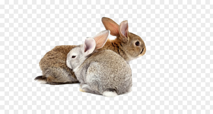 2 Small Rabbit Holland Lop Mashimaro Chinese Zodiac Pet PNG