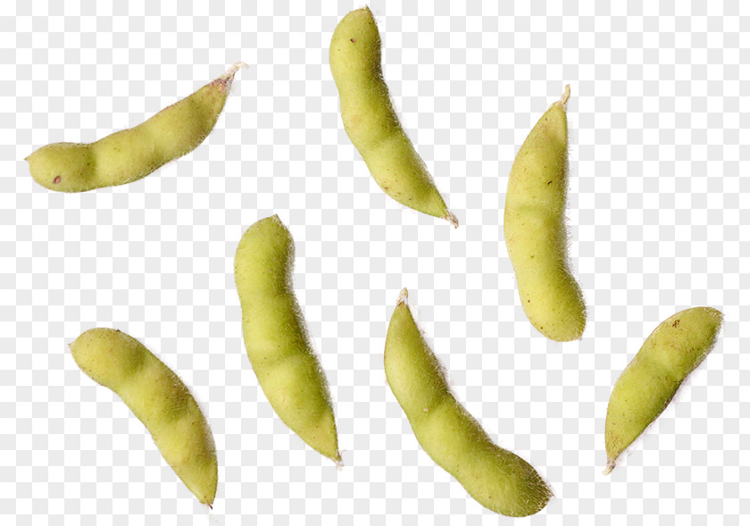 Edamame Broad Bean Fruit PNG