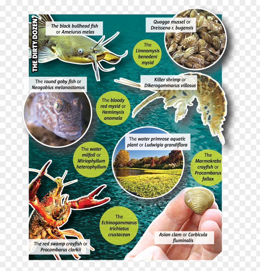 Fish Ecosystem Fauna Products Recipe PNG