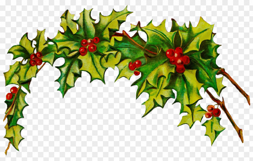 Flower Plant Holly PNG