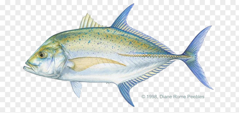 Giant Trevally Pacific Crevalle Jack Bluefin Blue Runner PNG
