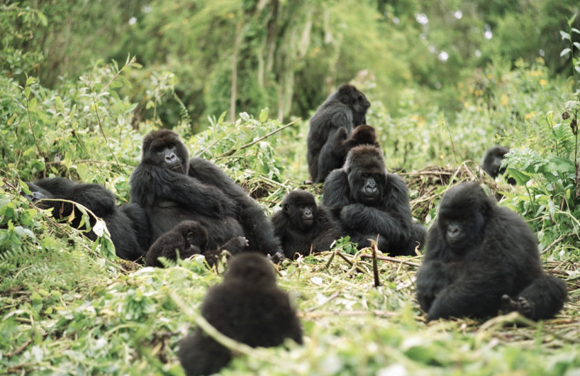 Gorilla Virunga Mountains Bwindi Impenetrable National Park Volcanoes Mgahinga PNG