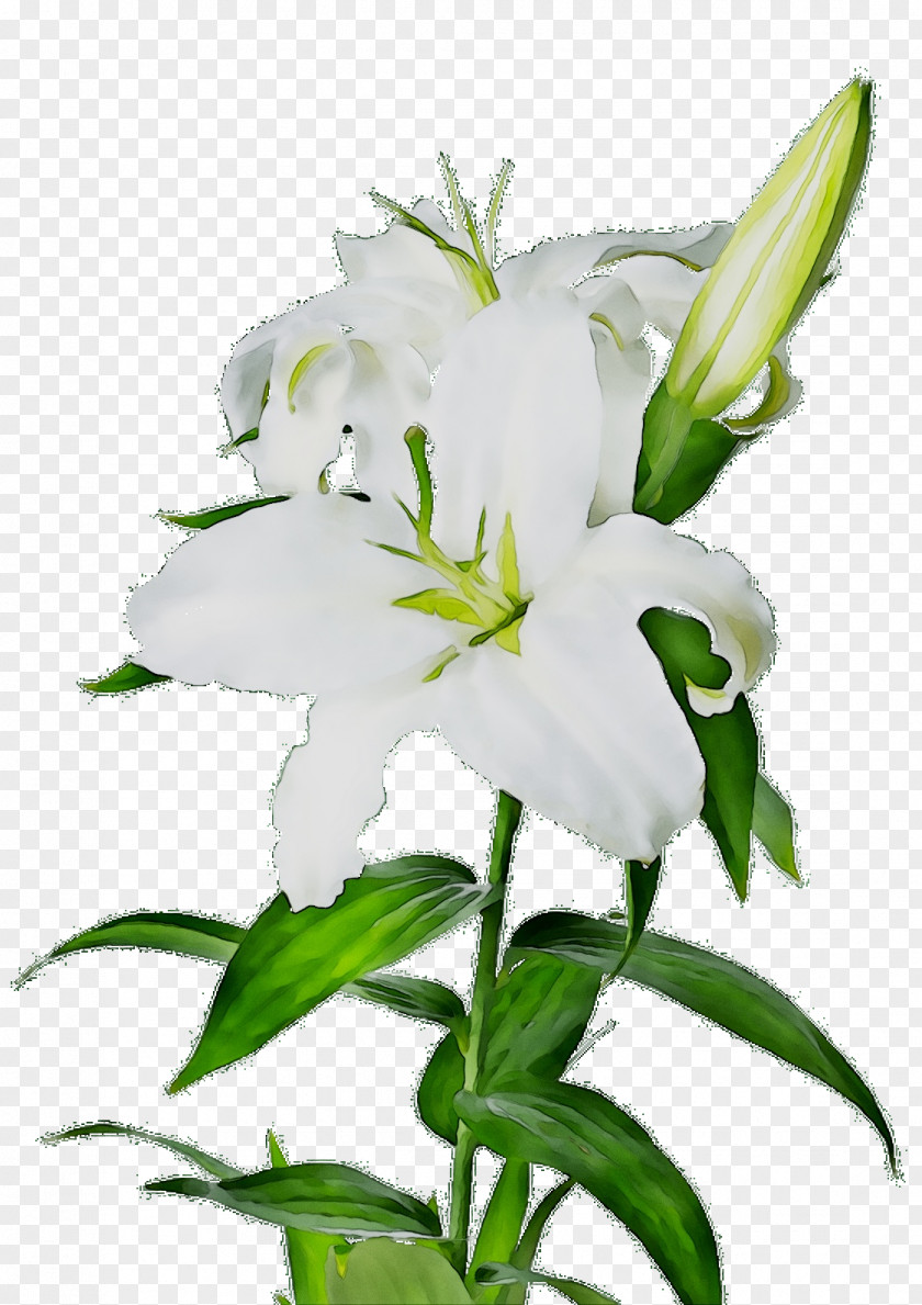 Madonna Lily Clip Art Easter Flower Bouquet PNG