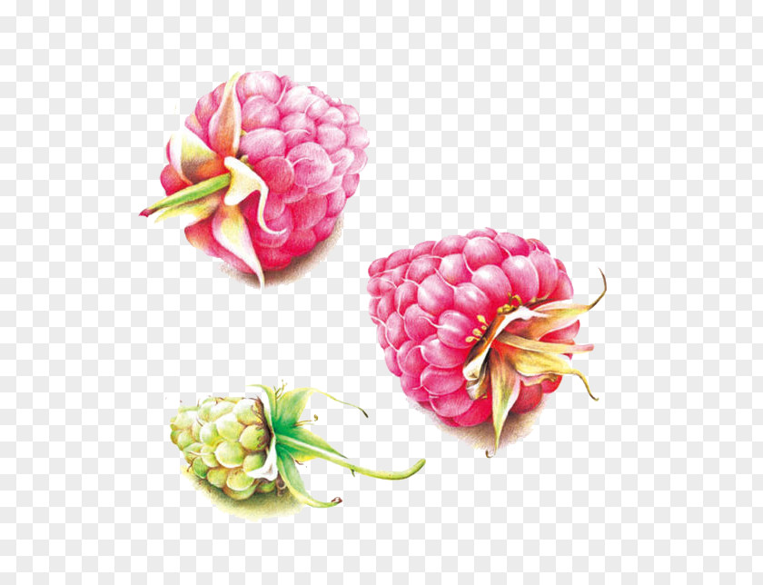 Raspberry Colored Pencil Auglis PNG