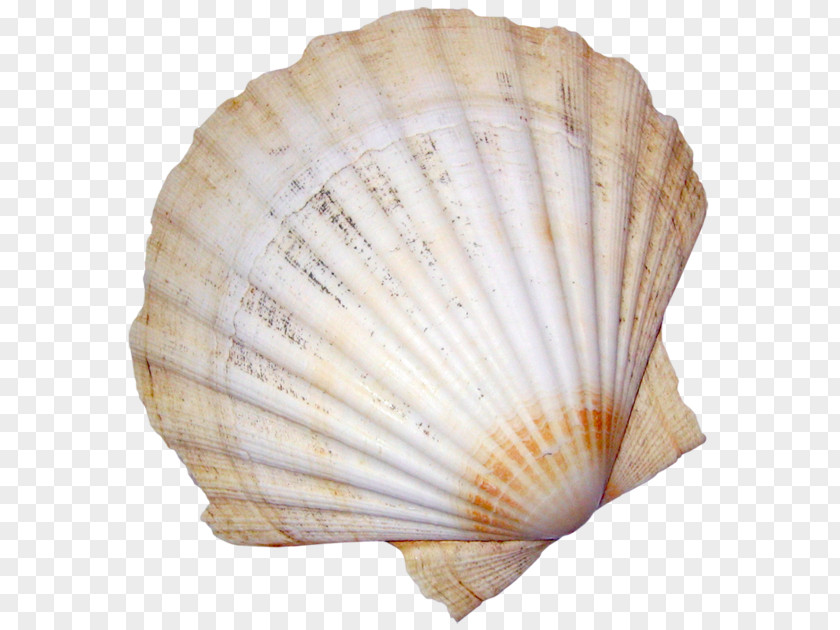 Seashell Conchology Cockle Mollusc Shell PNG