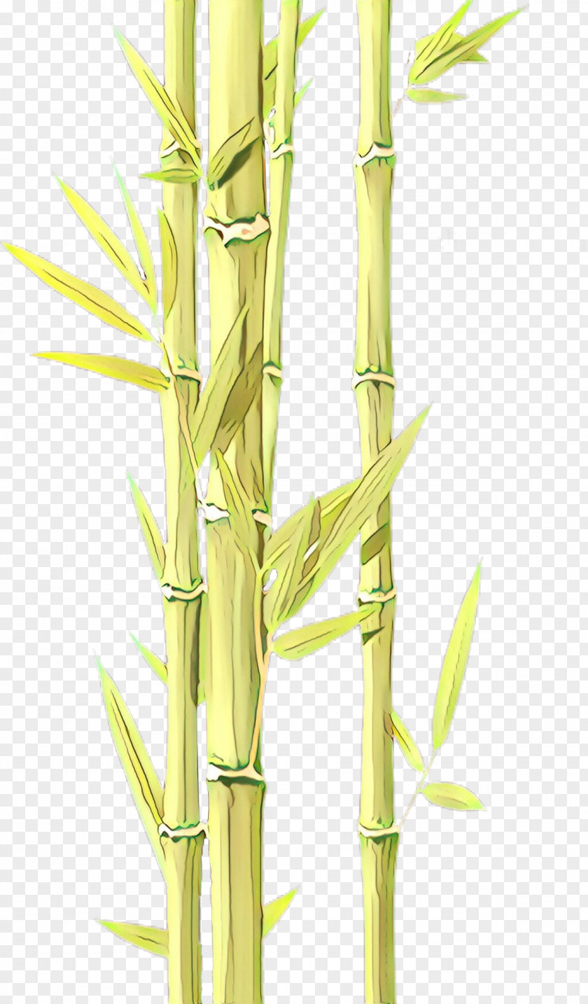 Bamboo Shoot Cane Plant Stem Elymus Repens Grass Family PNG