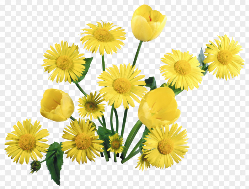 Dandelion Tulip Flower Bouquet Desktop Wallpaper 1080p PNG