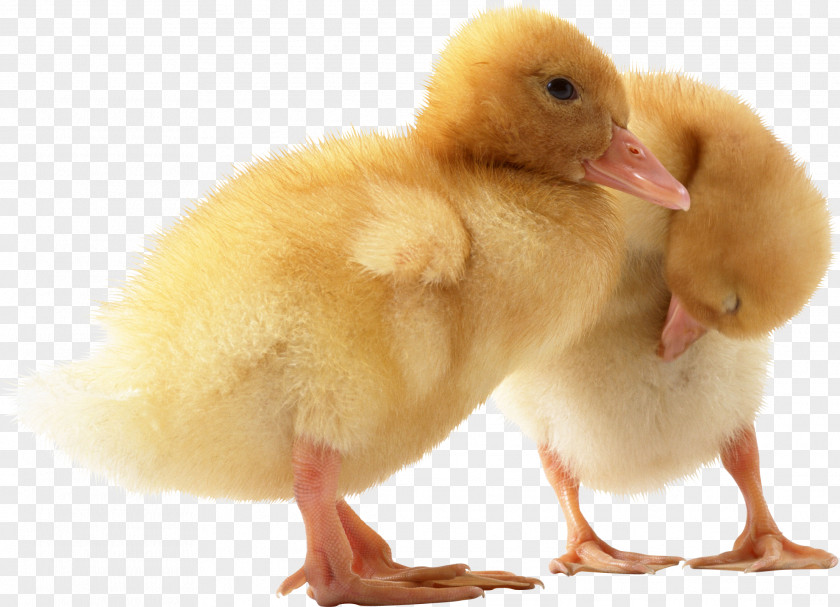 Duck Image American Pekin Call PNG