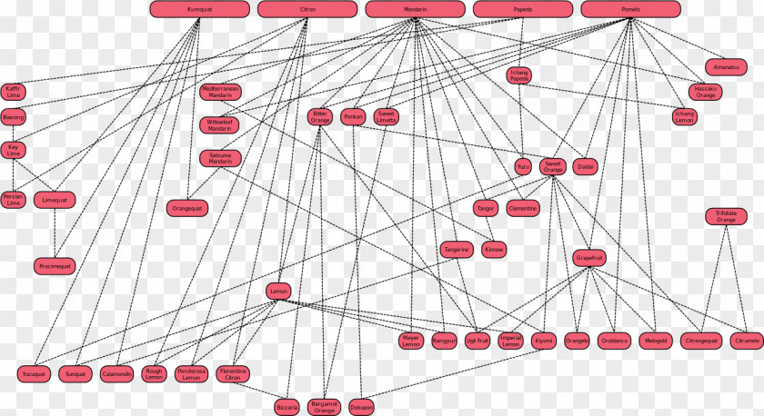 Family Tree Citrus Genealogy Chart PNG