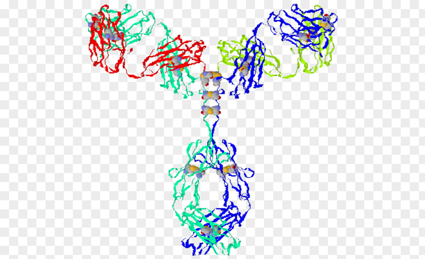 Gamma Globulin Immune System Antibody Immunity PNG